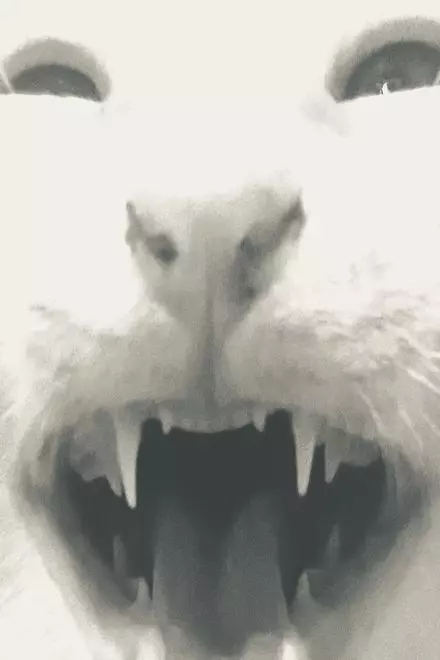 all my brothers are in a box that stinks